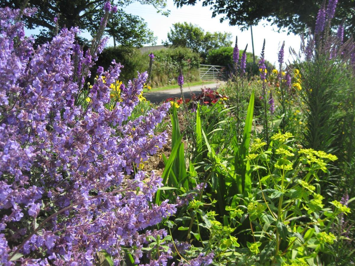 Tregaddra Farm B&B Helston Zewnętrze zdjęcie